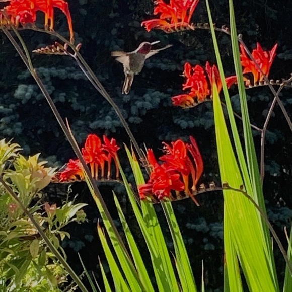 Meet your Posher, Josiah - Picture 1 of 1